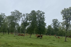 IMG_8211