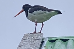IMG_8442