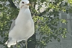 IMG_7988